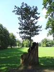 Park Mużakowski – Dąb Klementyny, pień starego drzewa i posadzony w nim młody okaz.
