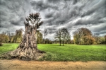 Park Mużakowski – Buk czerwonolistny przy rampie, młode drzewo posadzone w pniu obumarłego.