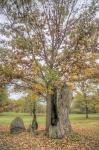 Park Mużakowski – Dąb Hermanna - młode drzewo posadzone w pniu wypalonego oryginalnego dębu.