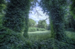 Park pałacowy w Sławie, na teren dawnego ogrodu ozdobnego od strony zachodniej. Fot. Kamilla Ernandes