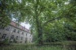 Park pałacowy w Sławie, platan przed elewacją ogrodową (zachodnią) pałacu. Fot. Kamilla Ernandes